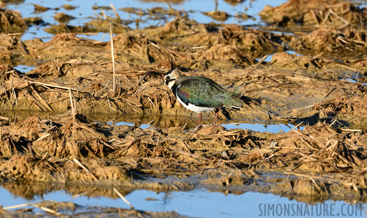 Vanellus vanellus [400 mm, 1/2500 sec at f / 8.0, ISO 1600]